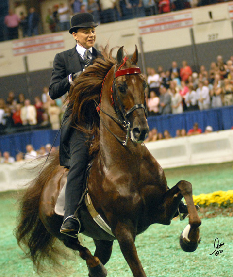 American Saddlebred